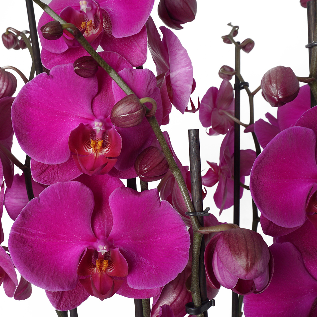 Deluxe Orkide Serisi (6 Dallı Mor Orkide)