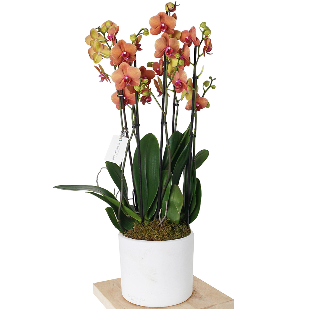 Deluxe Orkide Serisi Coral (6 Dallı Coral Orkide)