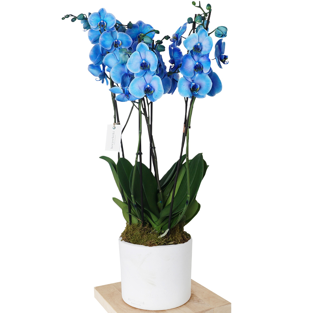 Deluxe Orkide Serisi (6 Dallı Mavi Orkide)