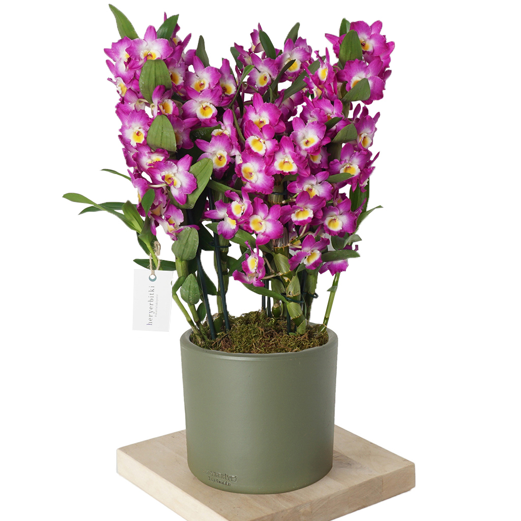 Deluxe Orkide Serisi (6 Dallı Dendrobium Kokulu Orkide)