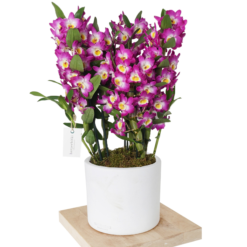 Deluxe Orkide Serisi (6 Dallı Dendrobium Kokulu Orkide)