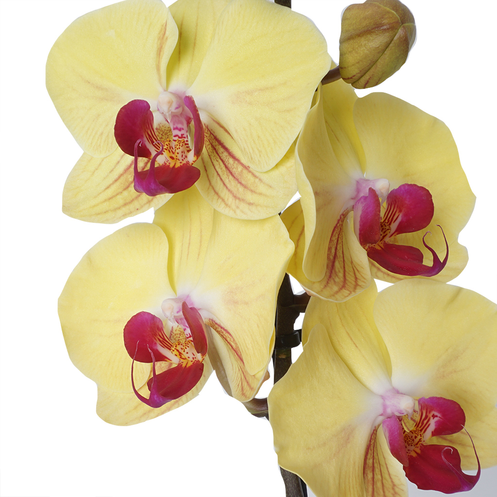 Sunshine Orchid (Sarı Orkide)