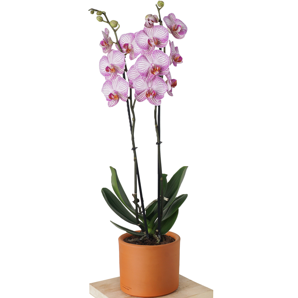 Pink & White Petite Orchid (Pembe Çizgili Beyaz Orkide)