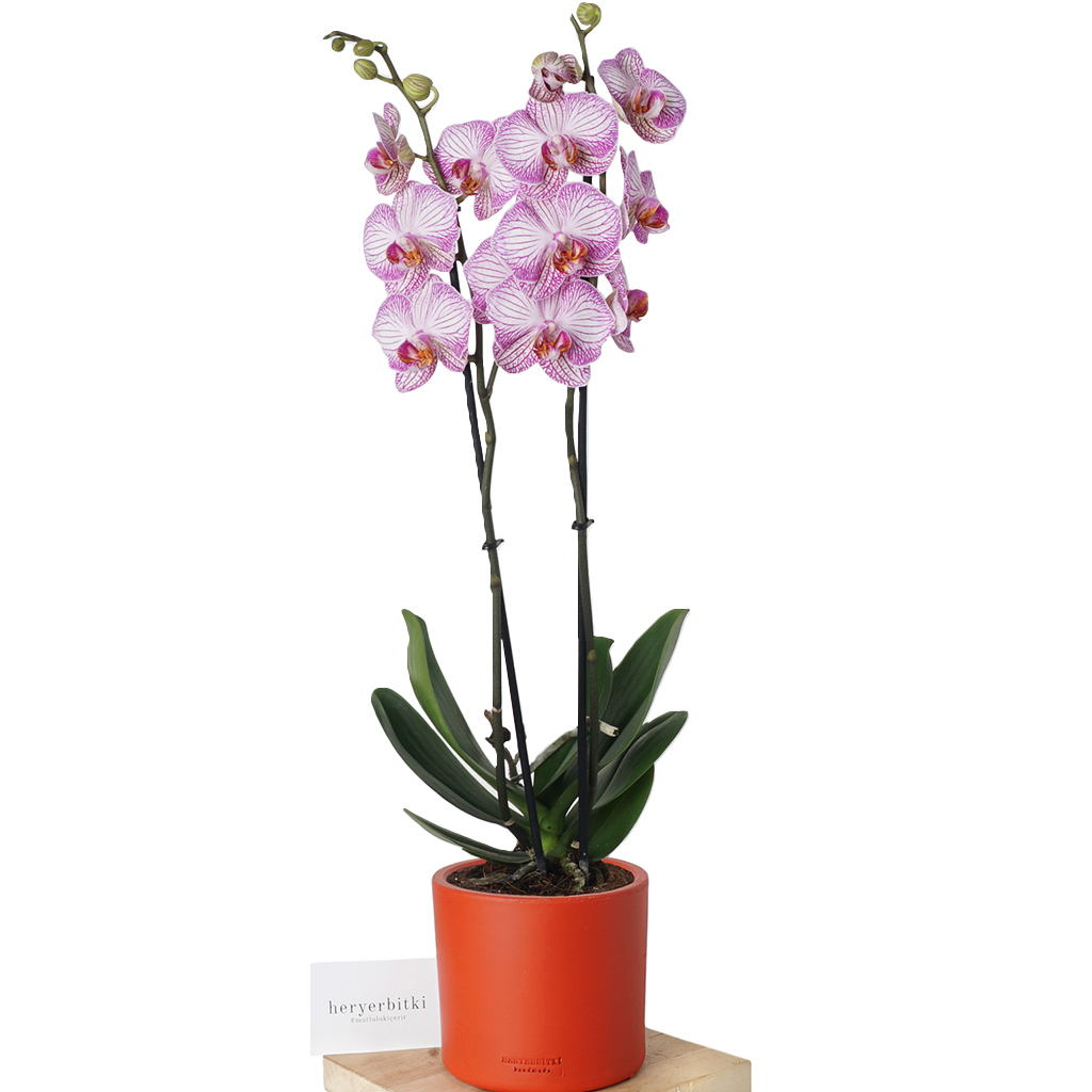 Pink & White Petite Orchid (Pembe Çizgili Beyaz Orkide)