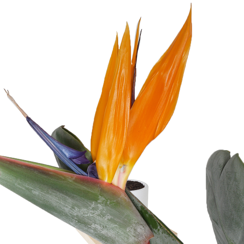 Strelitzia Reginae ( Starliçe Cennet Kuşu Gerçek Çiçekli)