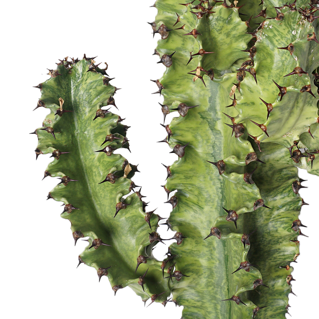 Euphorbia Variegata (Alacalı Kaktüs)