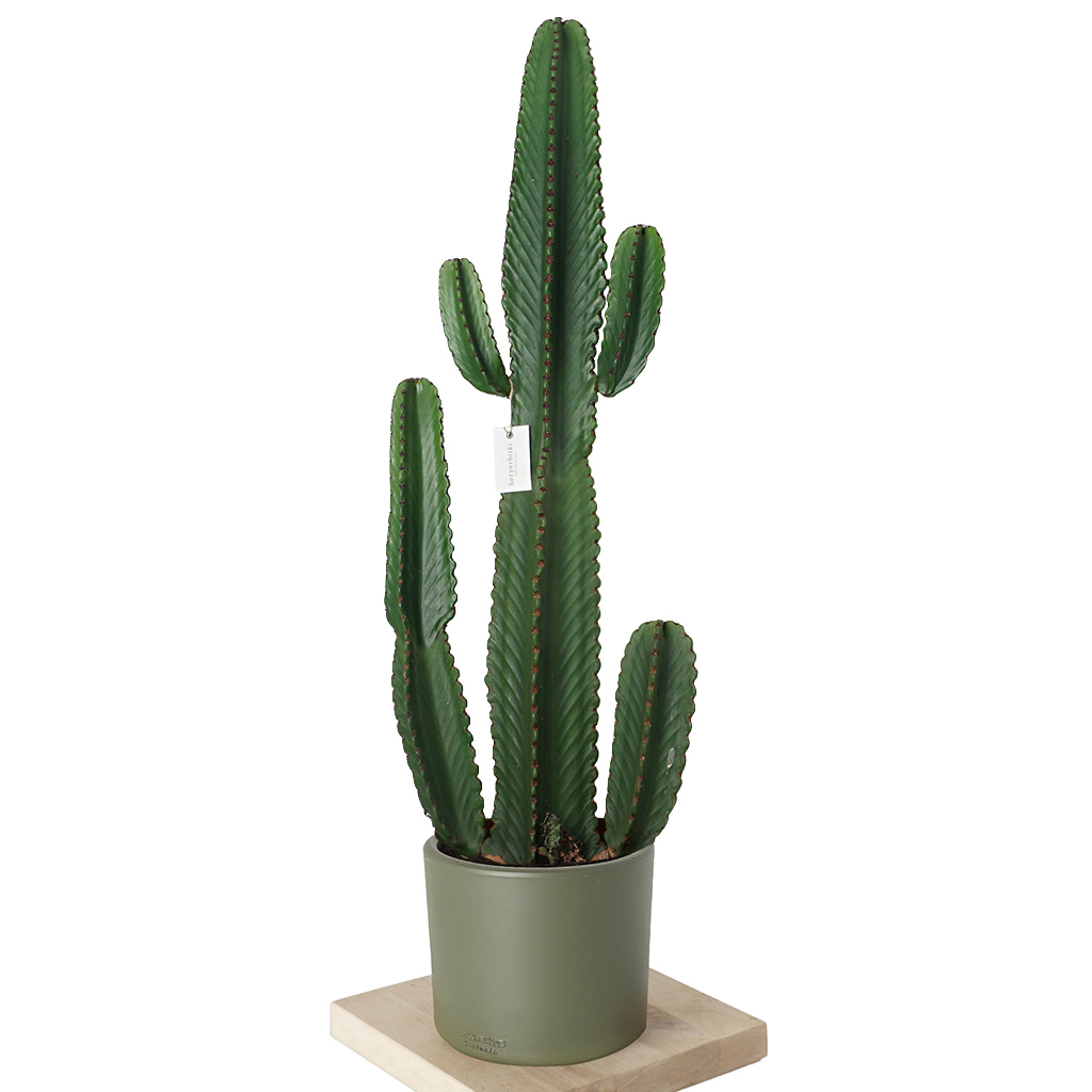 Euphorbia Erytrea Cactus (Büyük Kaktüs) - 130-140 cm