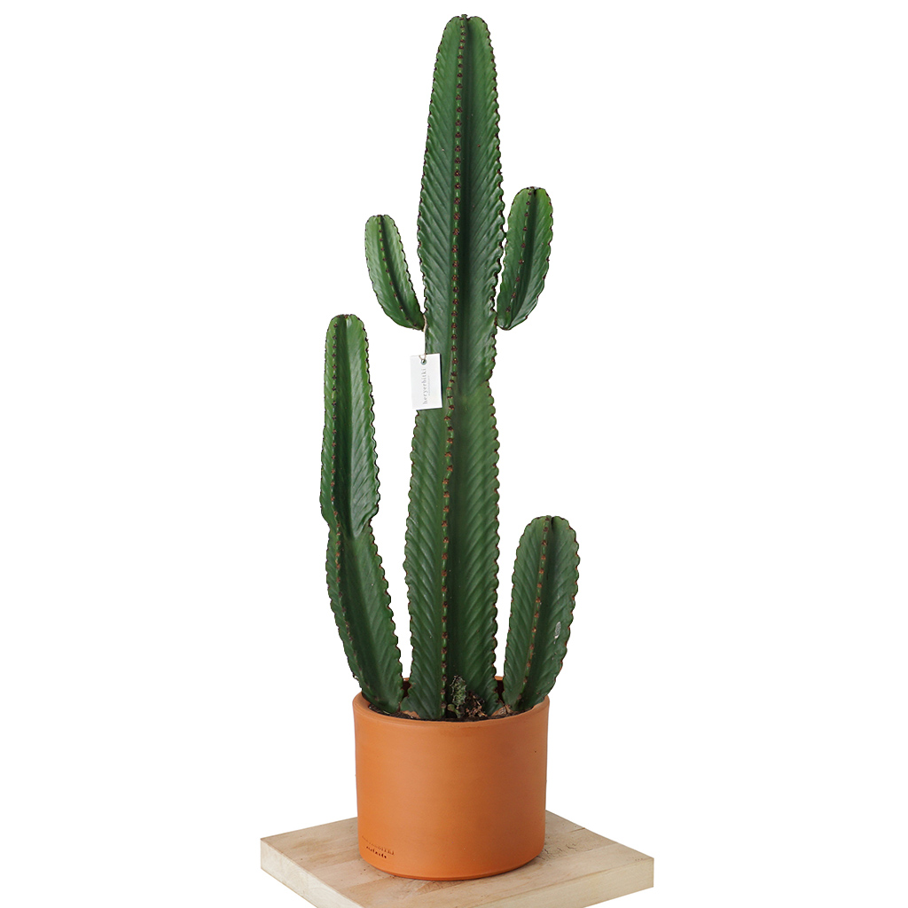 Euphorbia Erytrea Cactus (Büyük Kaktüs) - 130-140 cm