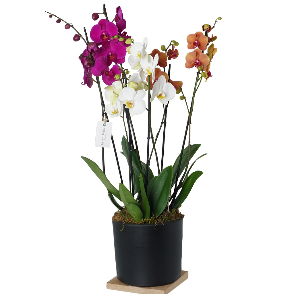 Deluxe Orkide Serisi (6 Dallı 3 Renk Orkide)