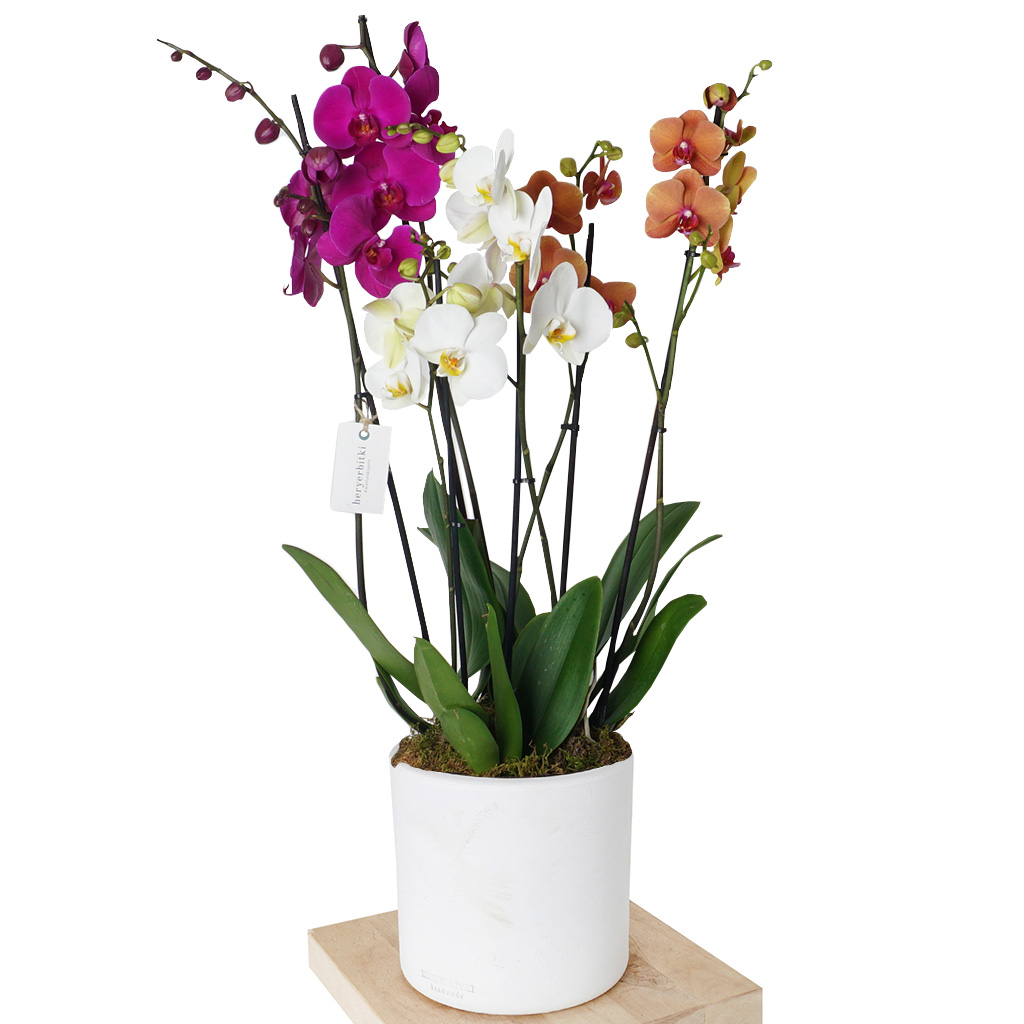 Deluxe Orkide Serisi (6 Dallı 3 Renk Orkide)