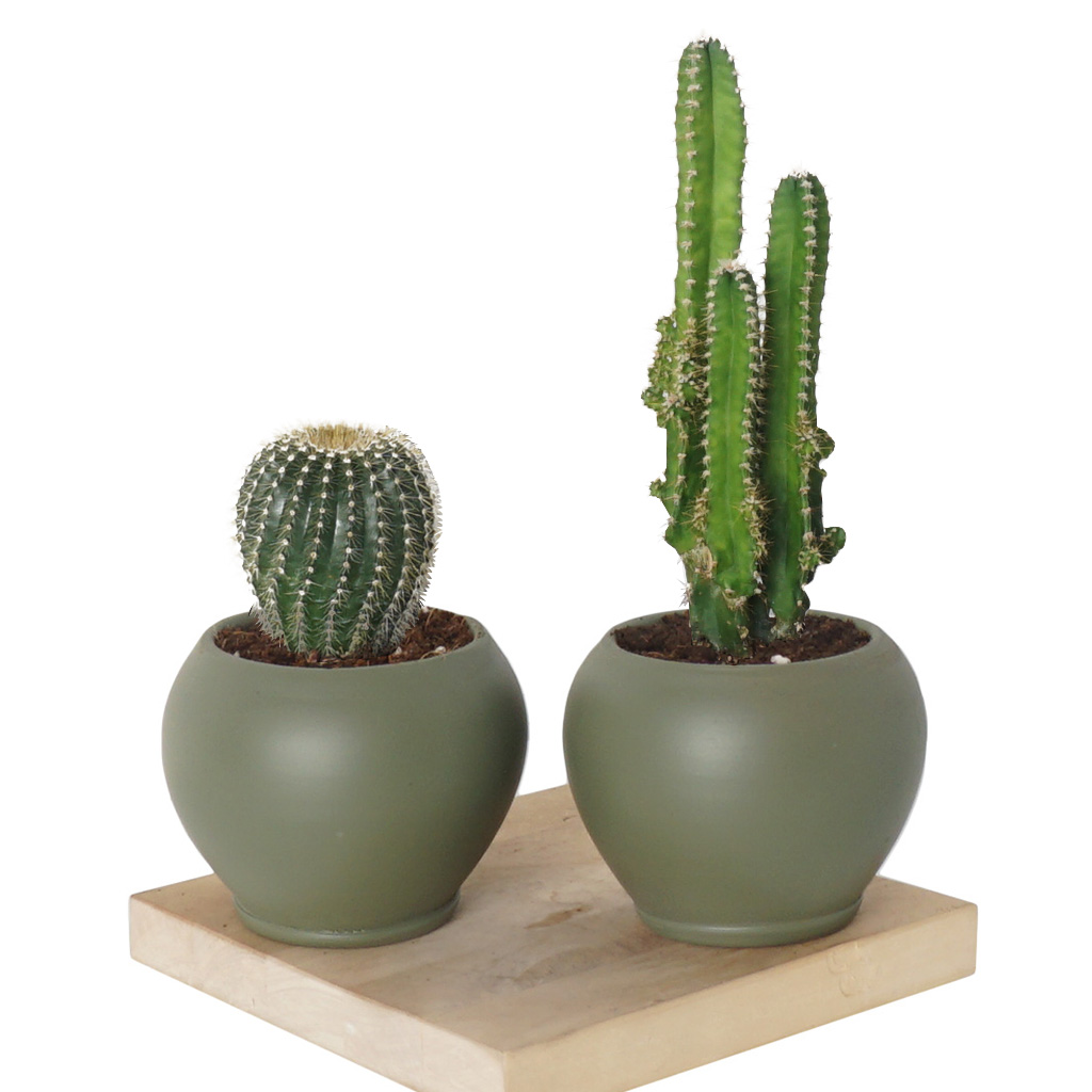 Cactus Bundle (Dikenli Kaktüs Seti)