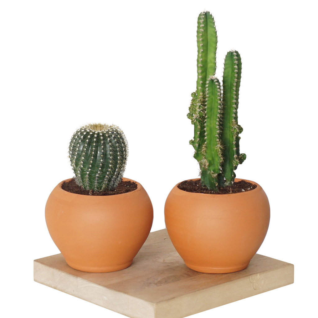 Cactus Bundle (Dikenli Kaktüs Seti)