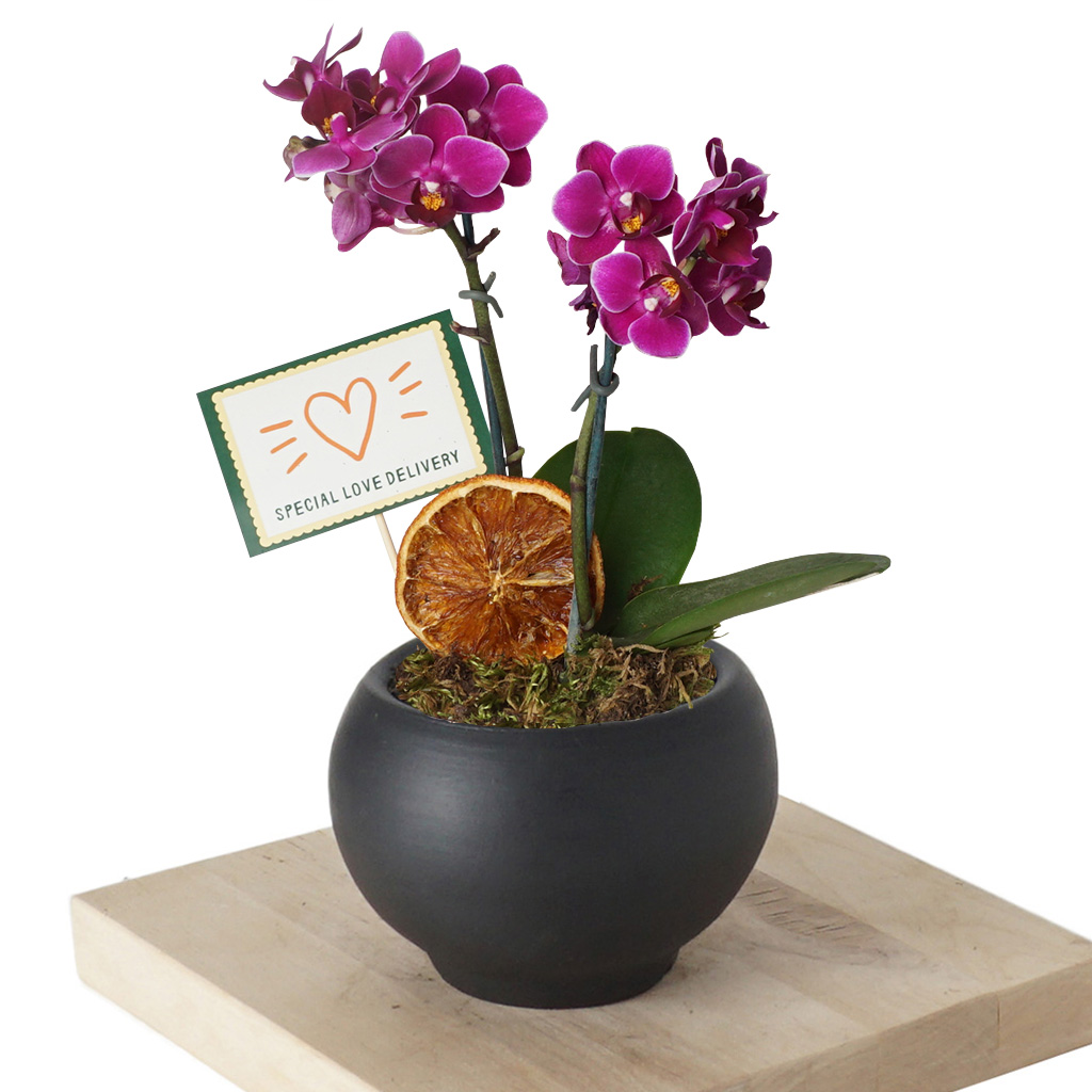 Valencia Orchid Purple (Mor Orkide)