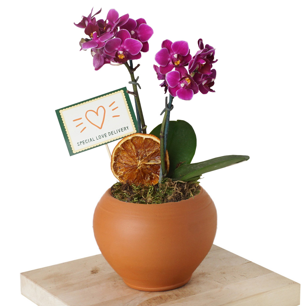 Valencia Orchid Purple (Mor Orkide)