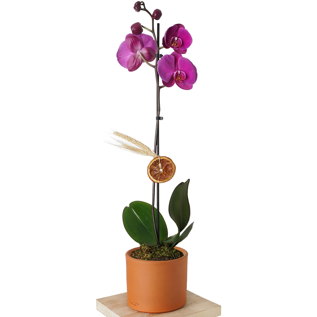 Celebration Phalaenopsis Orchid - Mor Orkide