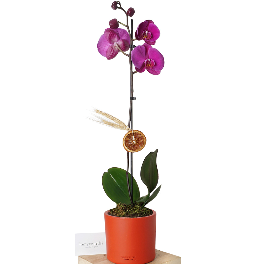 Celebration Phalaenopsis Orchid - Mor Orkide