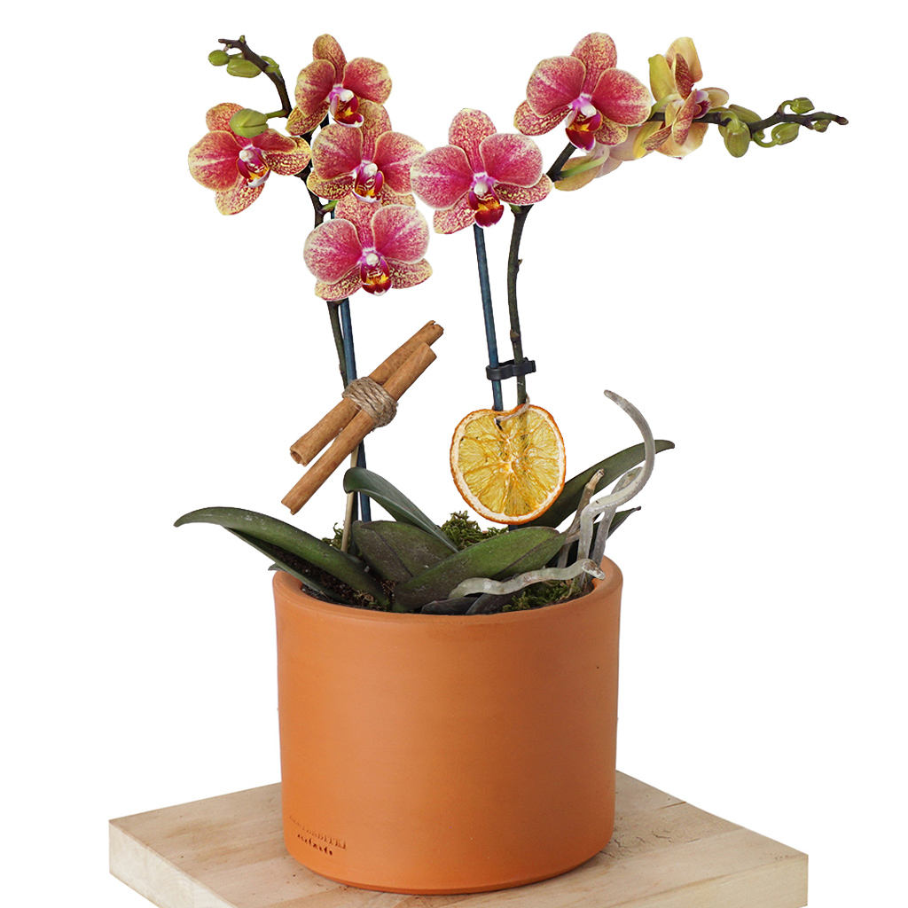 Coral Midi Orkide (2 Dallı Ateş Orkide)