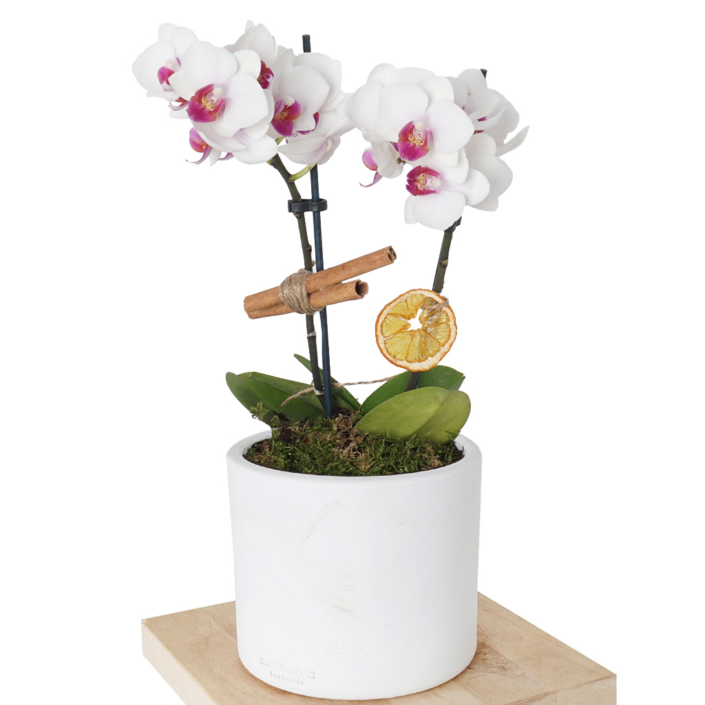 Phalaenopsis White (Beyaz Midi 2'li Orkide)