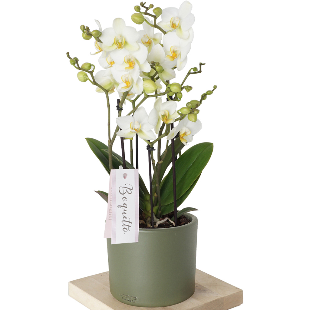 White Bellissimo Orchid (Çok Dallı Deluxe Bellisimo Orkide)