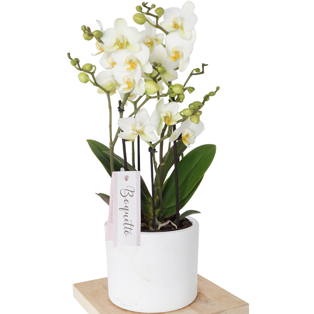 White Bellissimo Orchid (Çok Dallı Deluxe Bellisimo Orkide)