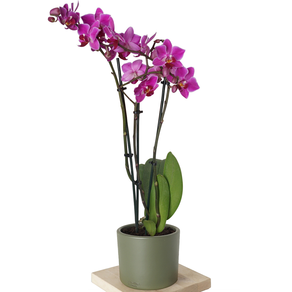 Petite Orchid (3 Dallı Mor Orkide)