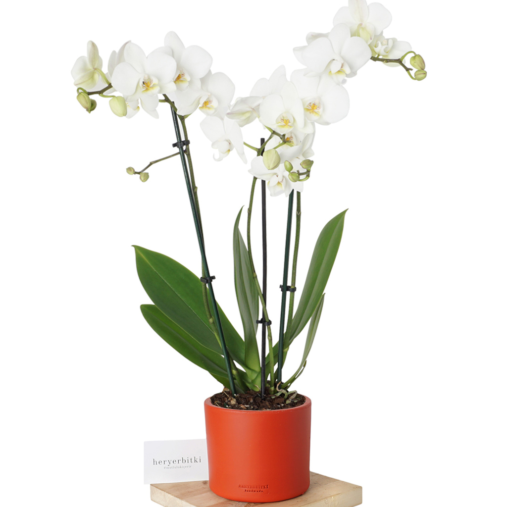 Petite Orchid (3 Dallı Beyaz Orkide)