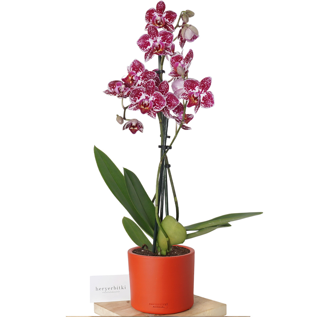 Petite Orchid (3 Dallı Bordo Orkide)