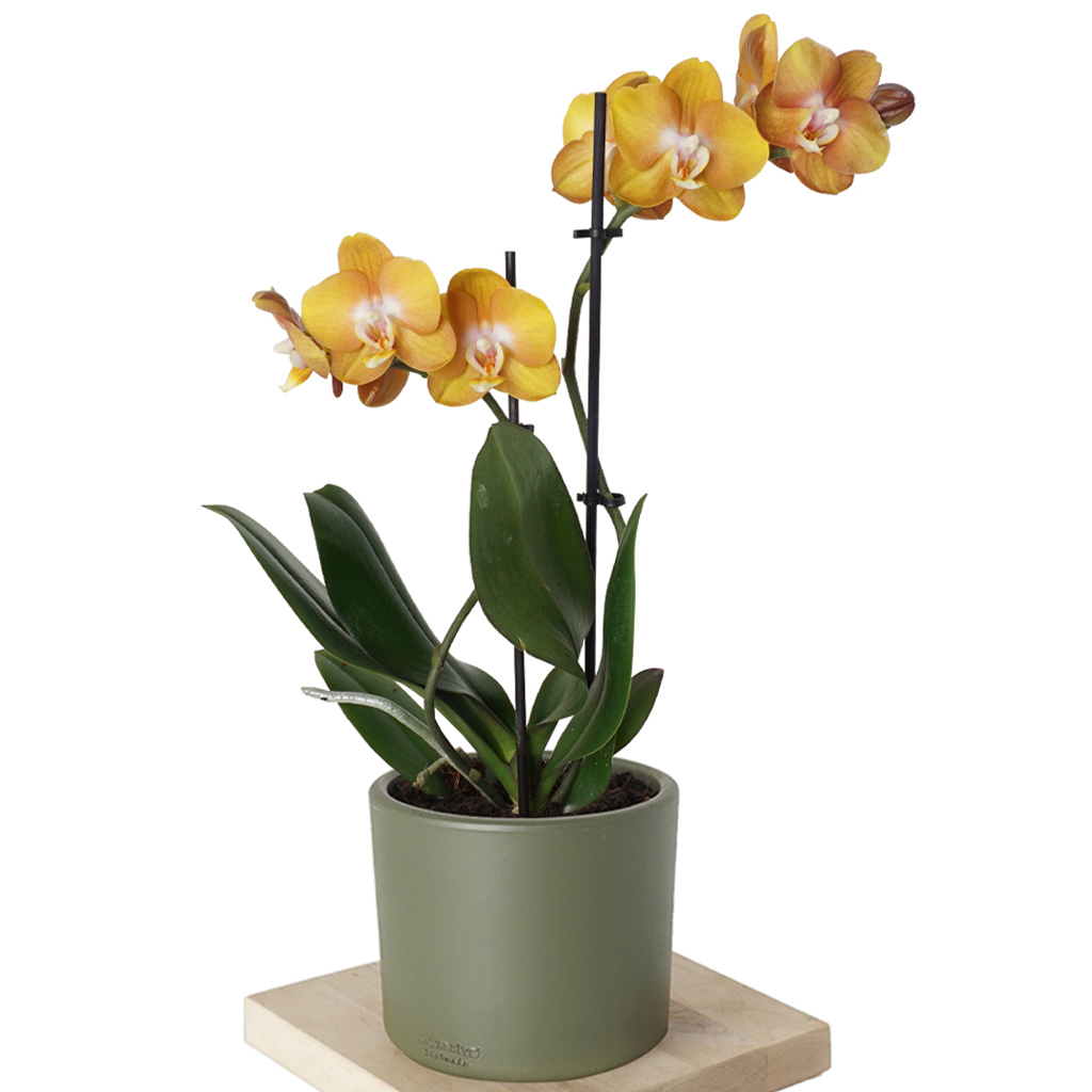 Golden Orchid (Altın Orkide)