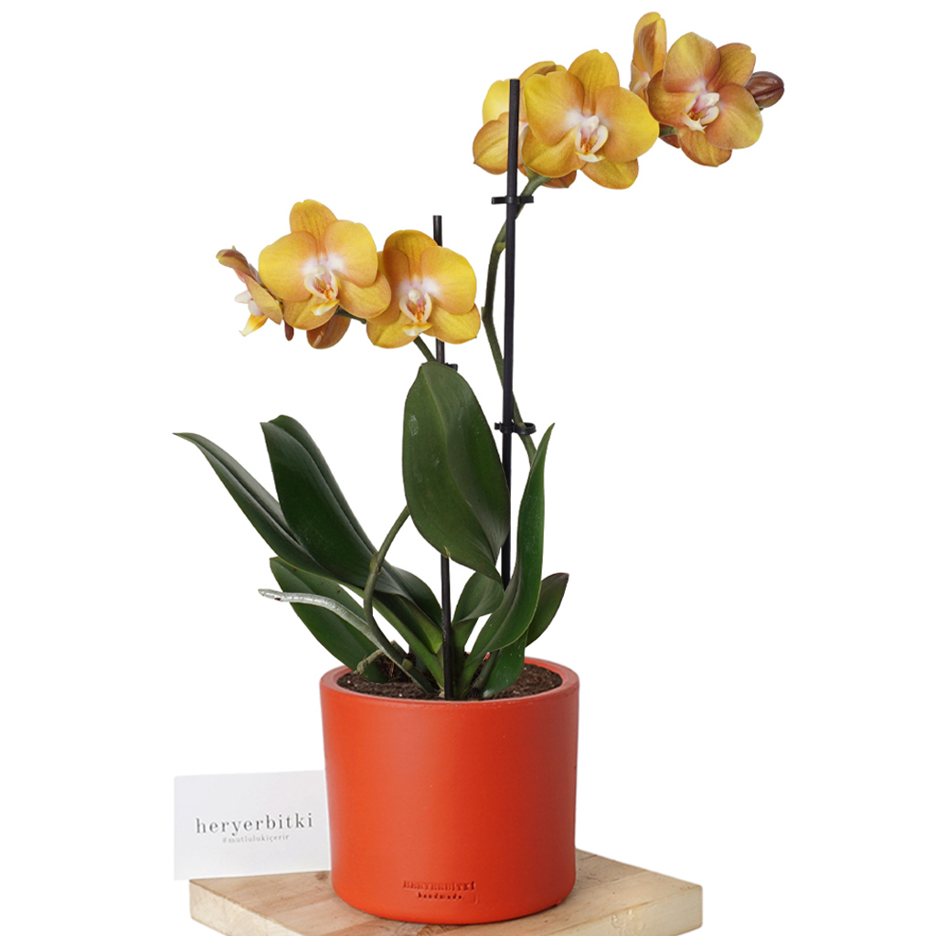 Golden Orchid (Altın Orkide)