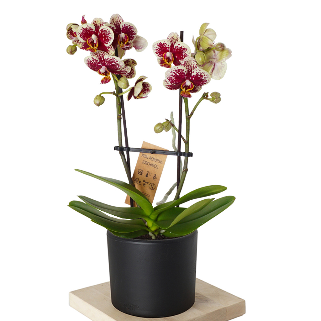 Phalaenopsis Colors Orchid (Orkide)