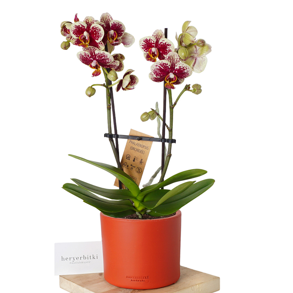 Phalaenopsis Colors Orchid (Orkide)