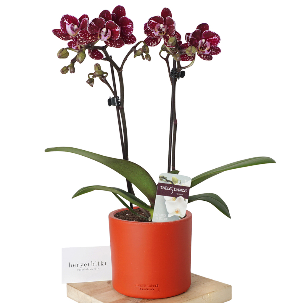 Special Purple Dots Orchid (Bordo Benekli Orkide)