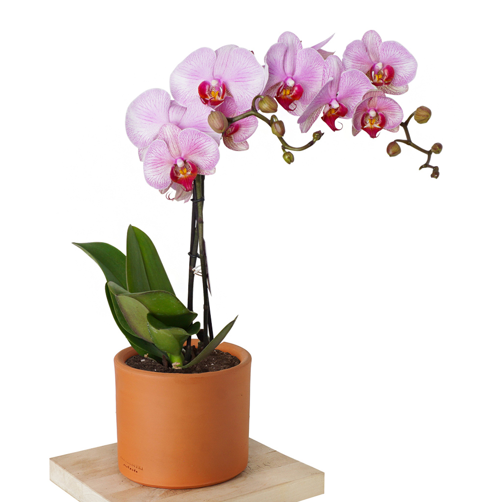 Special Pink Orchid (Pembe Orkide)