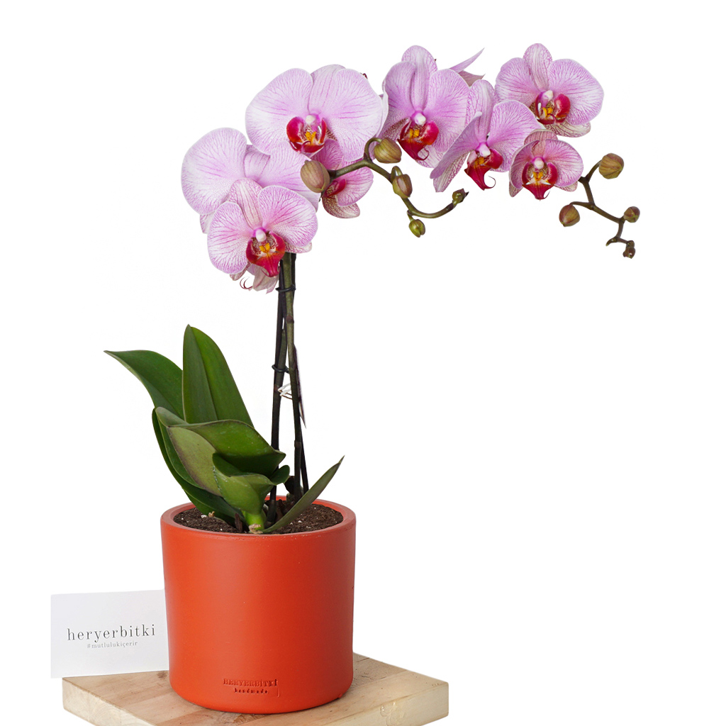 Special Pink Orchid (Pembe Orkide)
