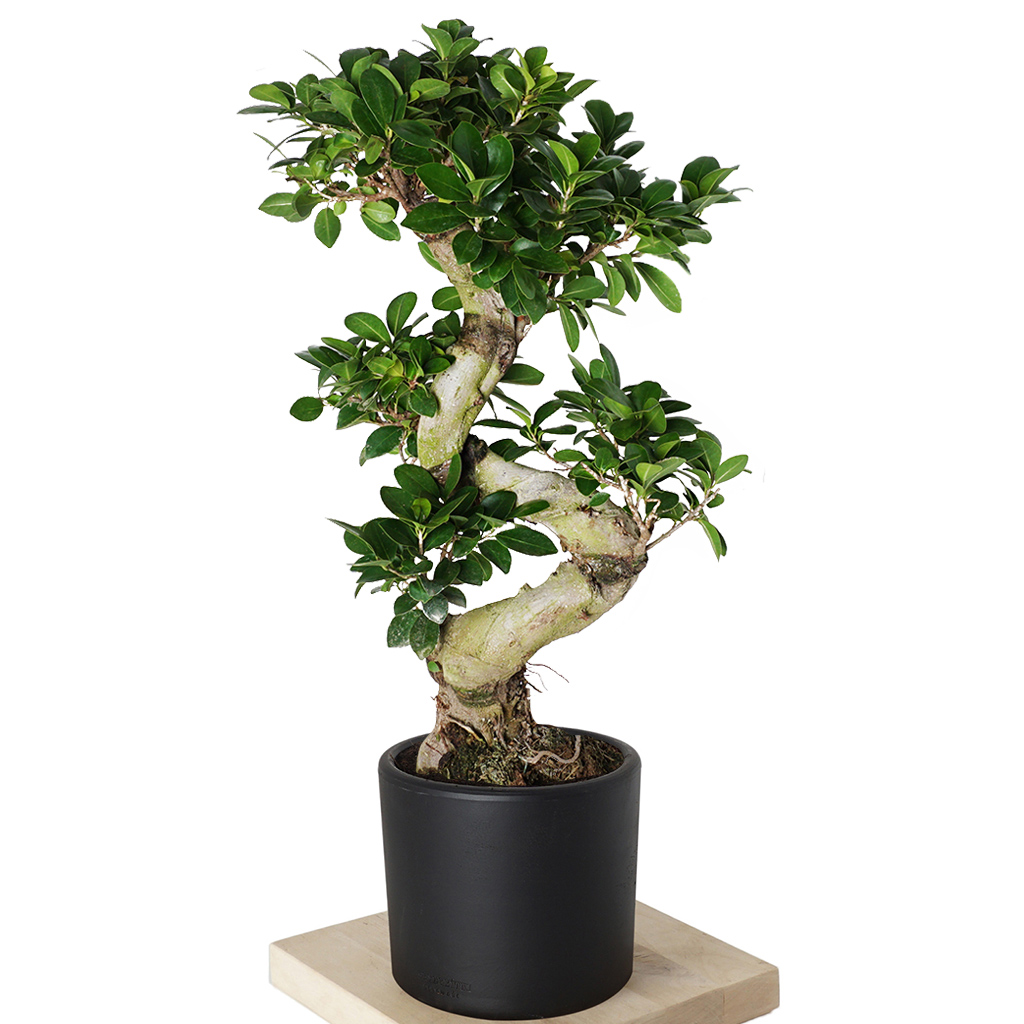 siyah saksılı s gövdeli bonsai