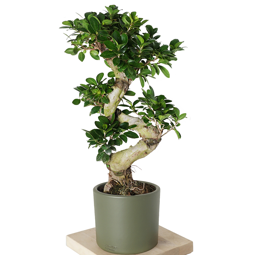yeşil saksılı s gövdeli bonsai