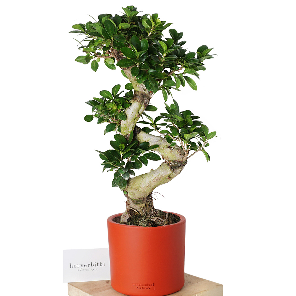kırmızı saksılı büyük boy s bonsai