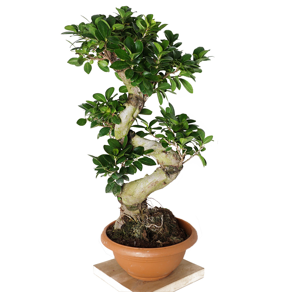 plastik saksıda s bonsai ağaco