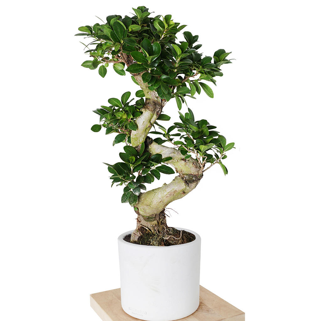 beyaz saksıda s bonsai ağacı