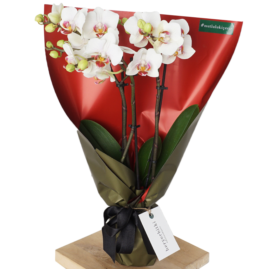 hediye paketi içerisinde beyaz orkide