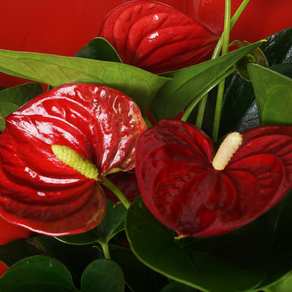 Anthurium Royal Gift (Antoryum Çiçeği)