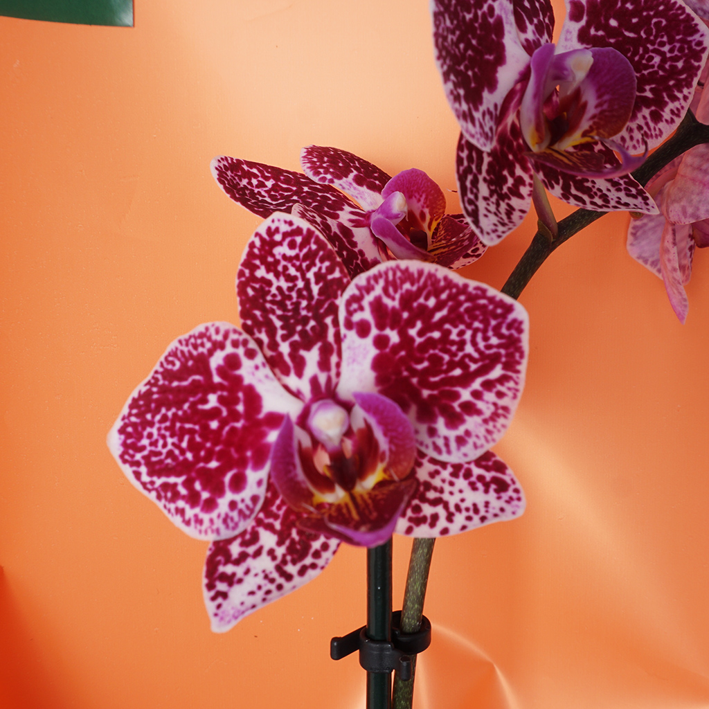 Phalaenopsis Special Purple Gift (Özel Mor Orkide)