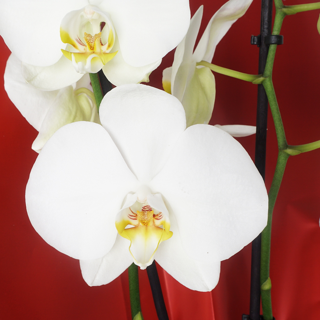 hediye paketine sarılı 2 dallı beyaz orkidey