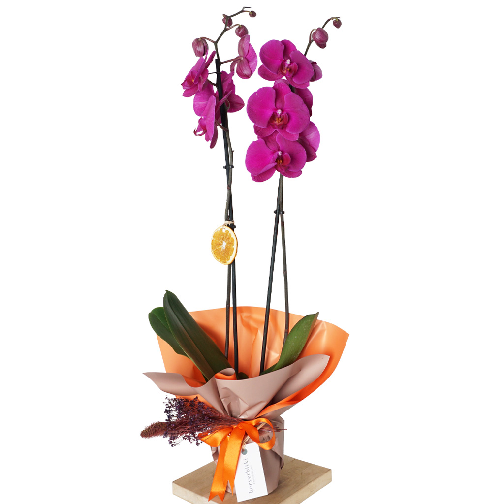 Phalaenopsis Purple Gift (Çift Dallı Mor Orkide)