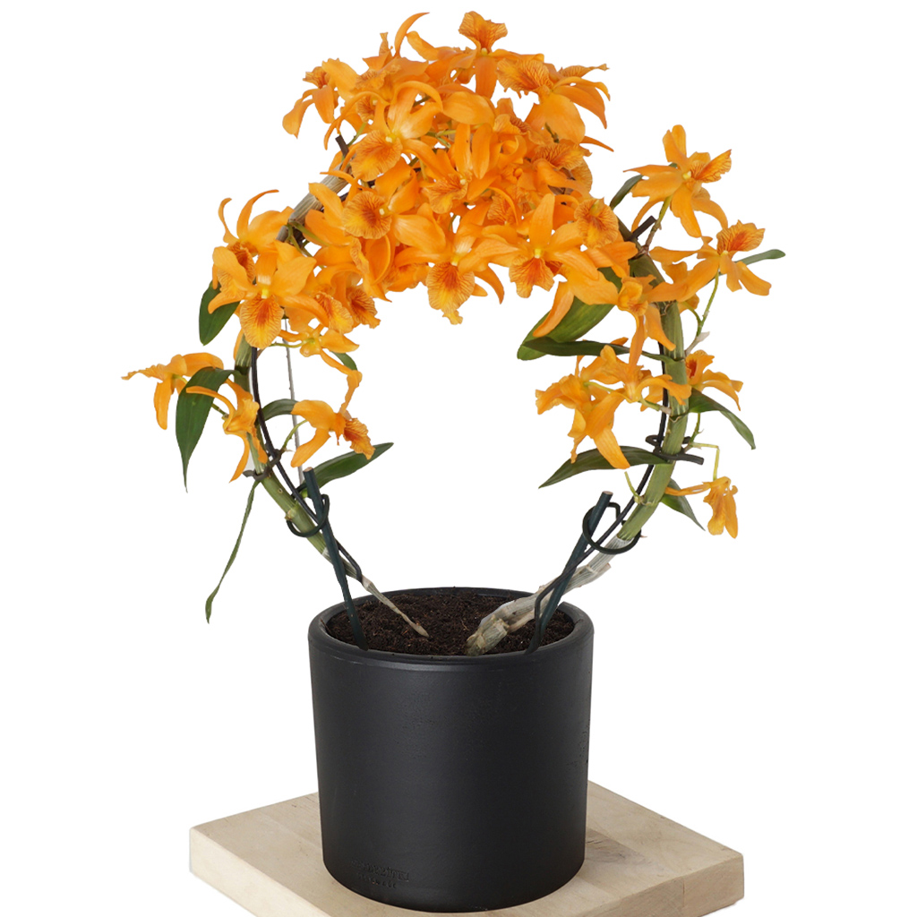 siyah saksıda turuncu orkide