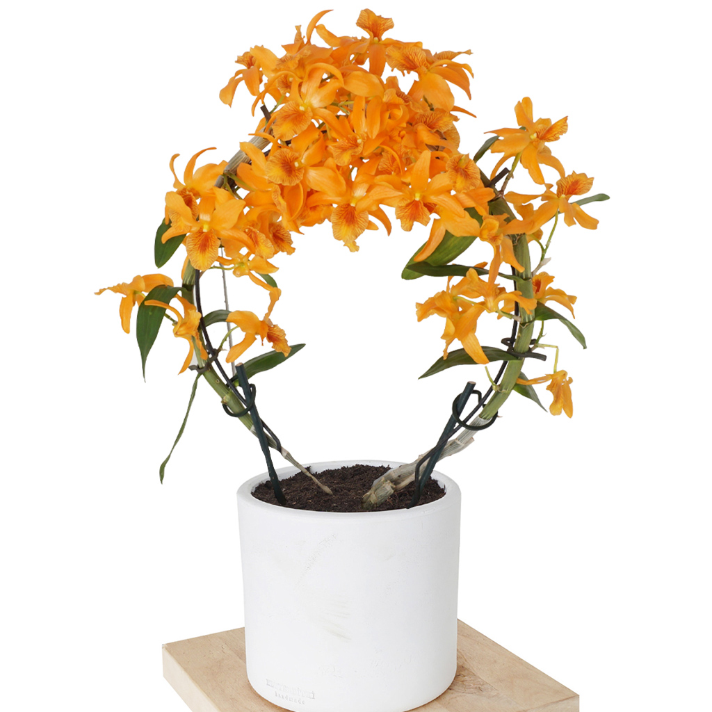 beyaz saksıda turuncu orkide