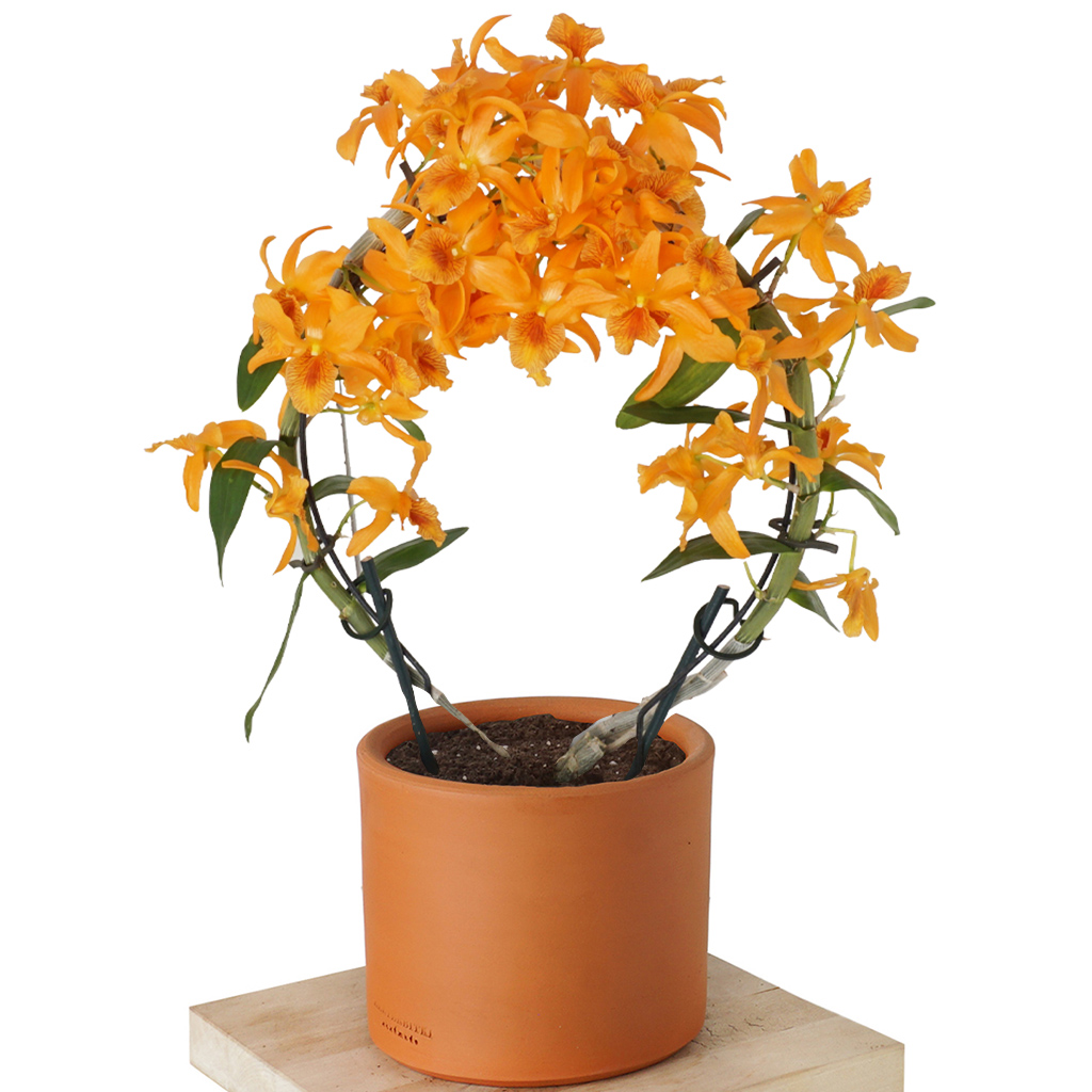 terracott saksıda turuncu orkide
