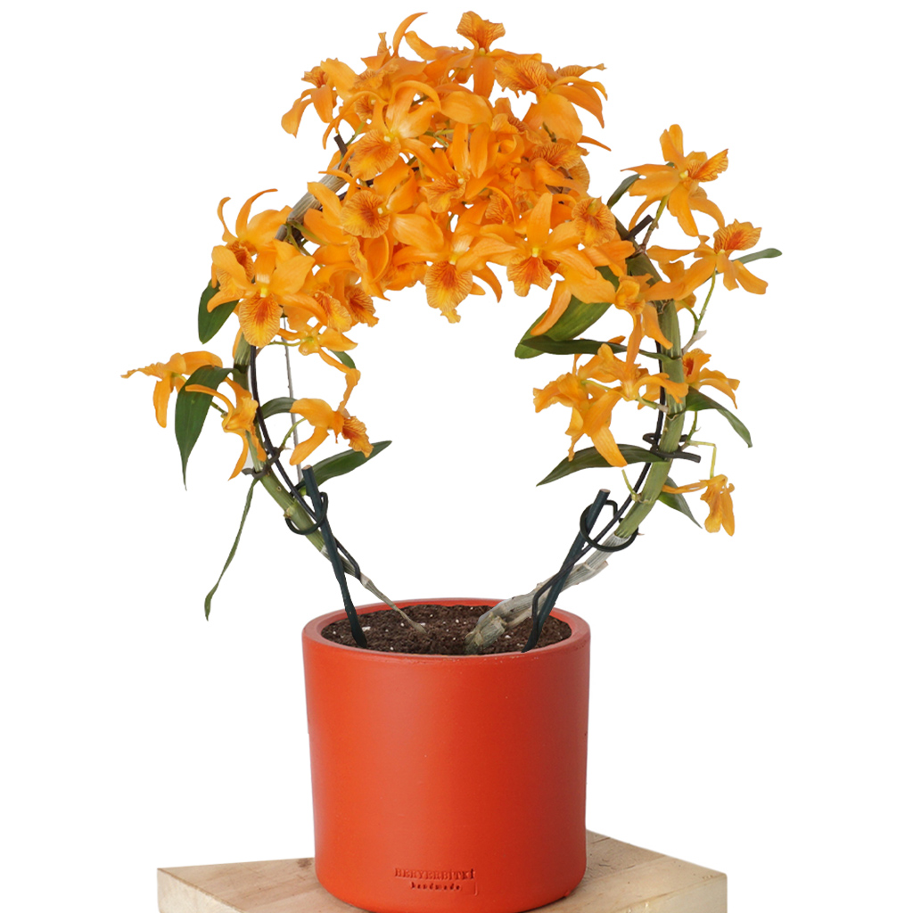 kırmızı saksıda turuncu orkide