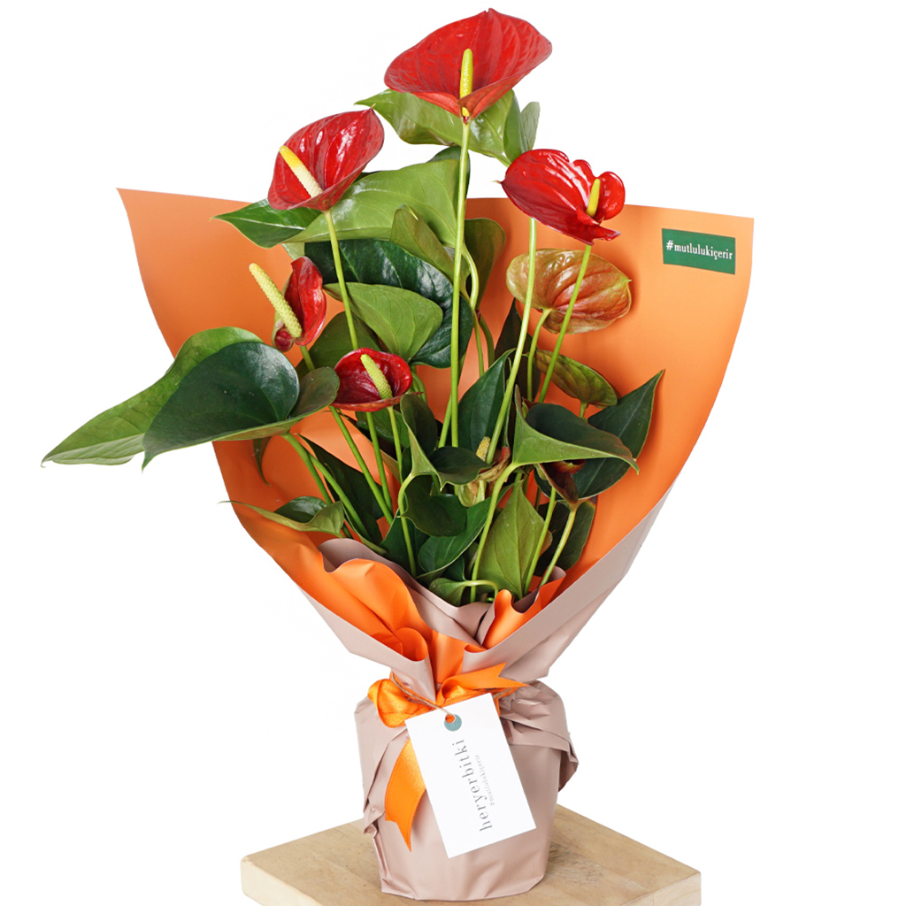 Anthurium Royal Gift (Antoryum Çiçeği)