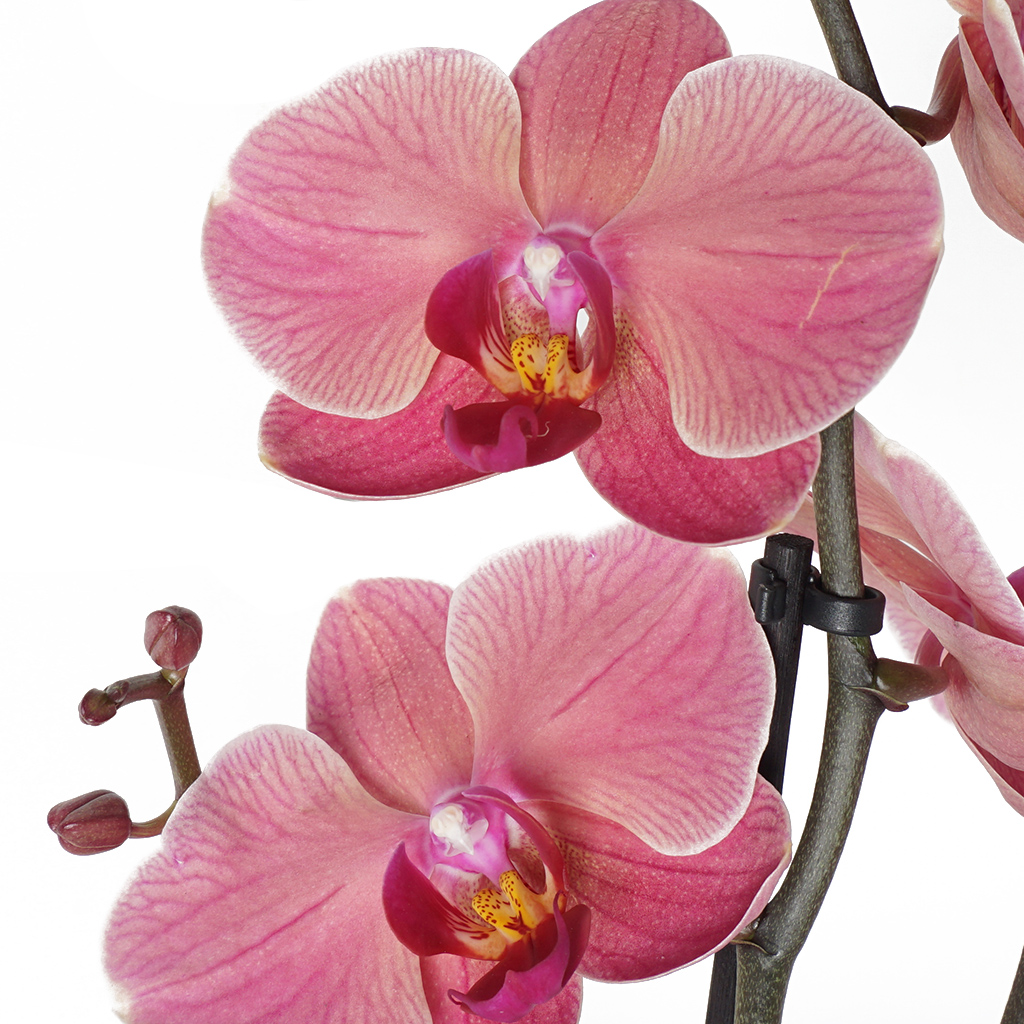 orkide kandili
